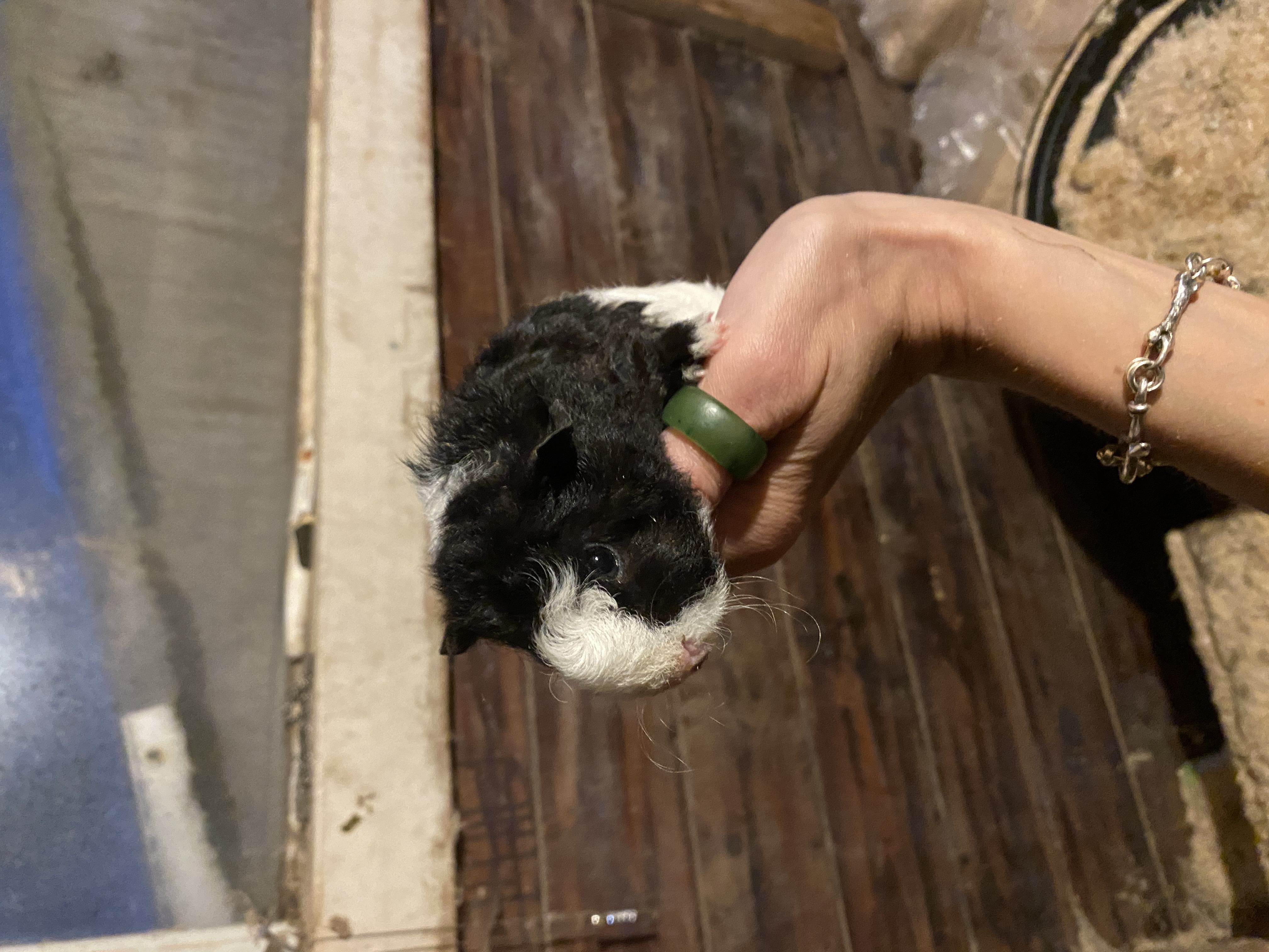 2 laatste jonge bonte cavia’s van het nest