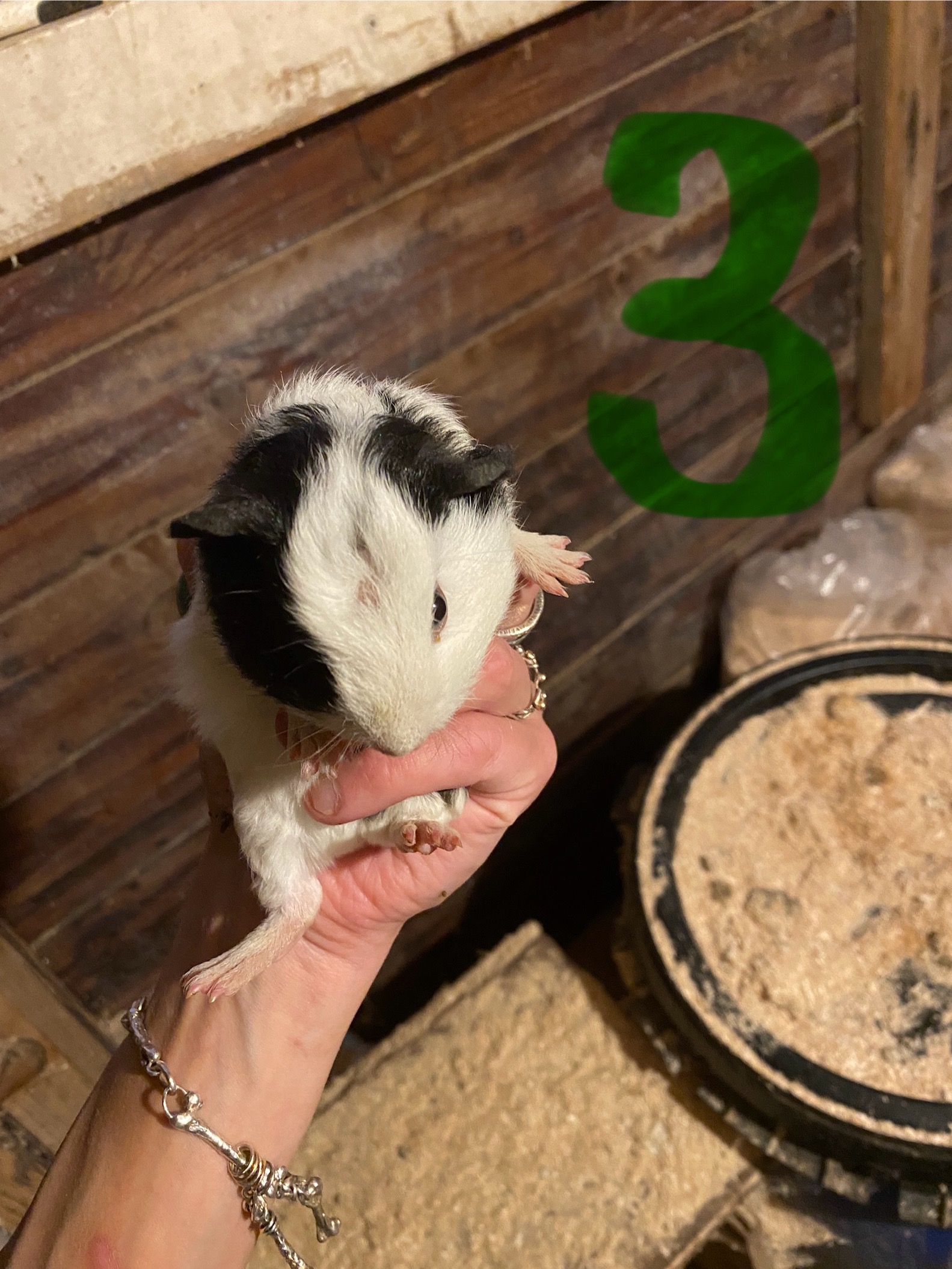 2 laatste jonge bonte cavia’s van het nest