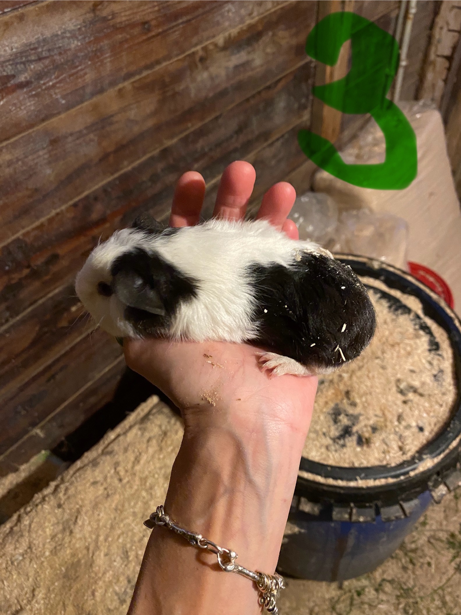 2 laatste jonge bonte cavia’s van het nest