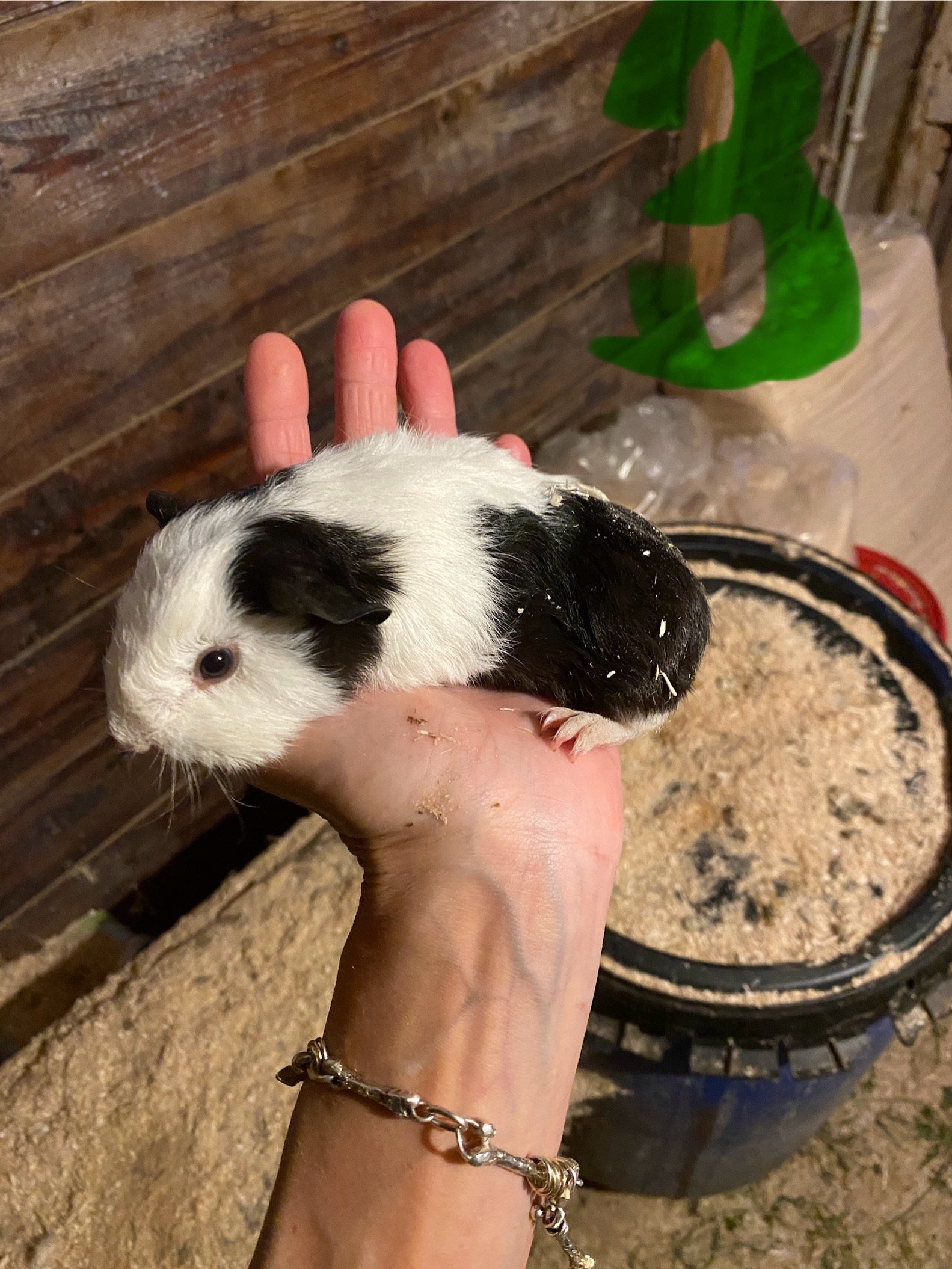 2 laatste jonge bonte cavia’s van het nest