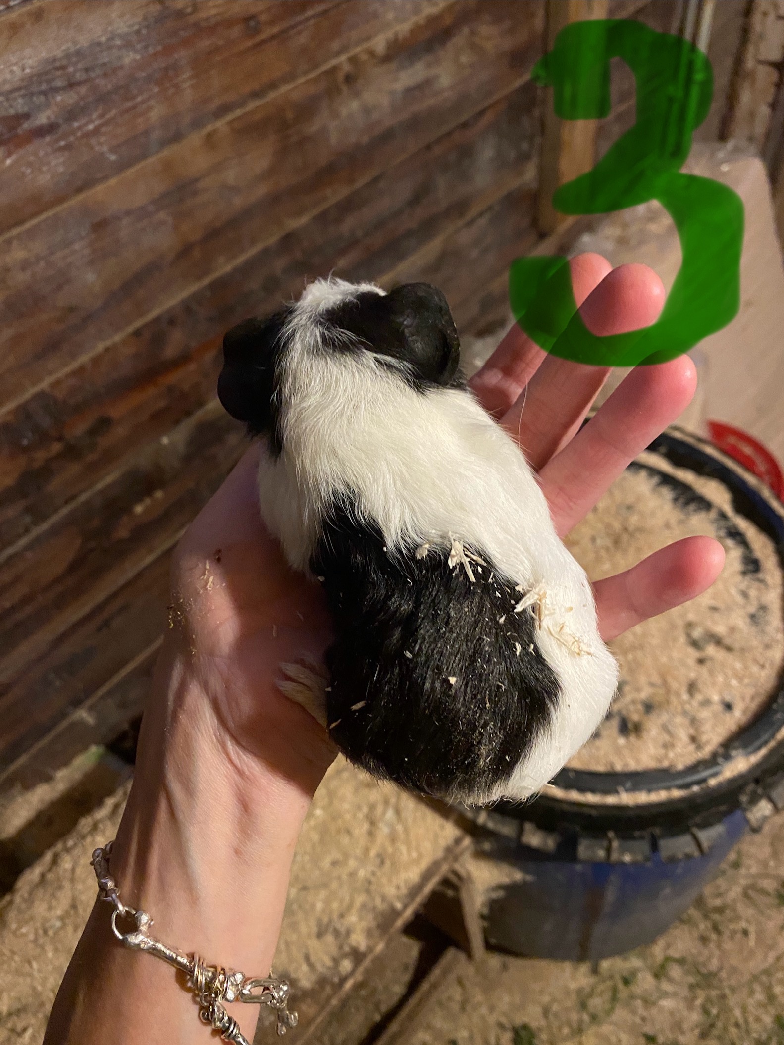 2 laatste jonge bonte cavia’s van het nest