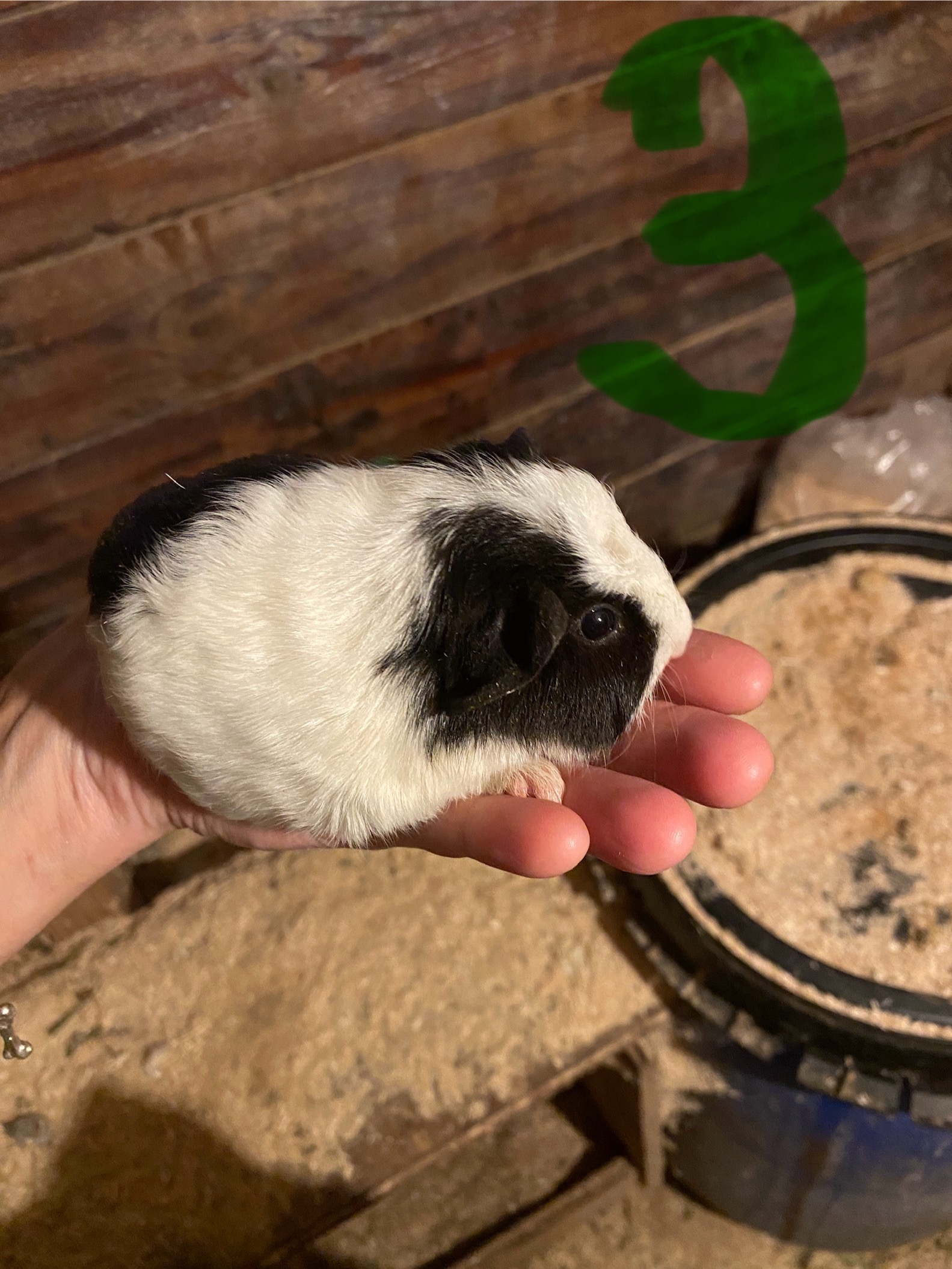 2 laatste jonge bonte cavia’s van het nest