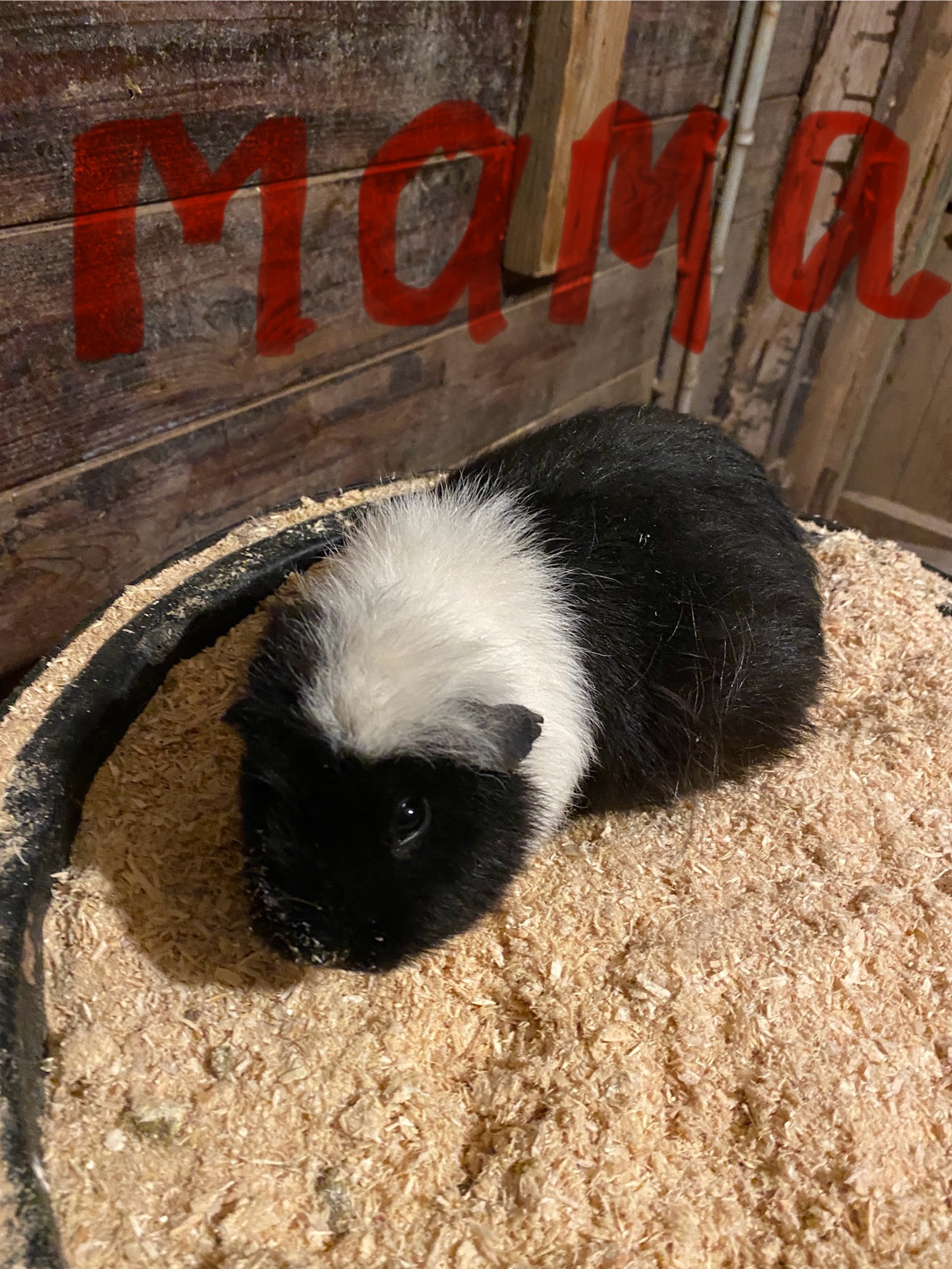 2 laatste jonge bonte cavia’s van het nest