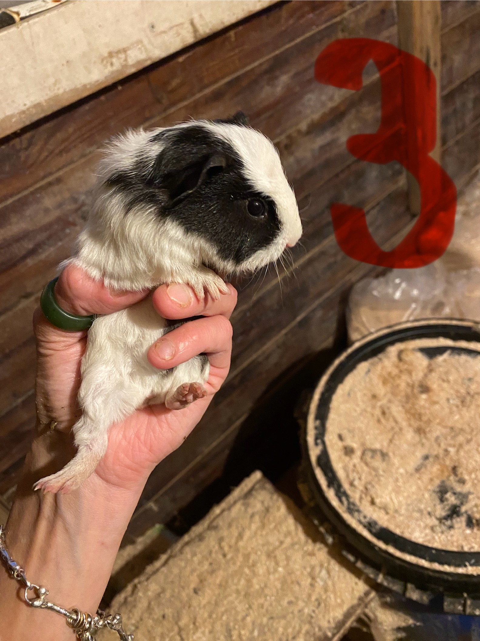 2 laatste jonge bonte cavia’s van het nest