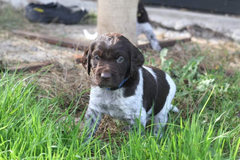 Kleine Münsterlanders/ heidewachtels pups