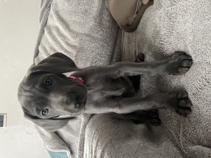 Weimaraner pups - afbeelding 5