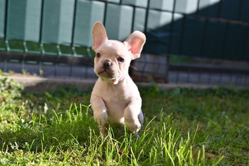 Prachtige Franse Bulldogs zoeken een goed huis - afbeelding 5