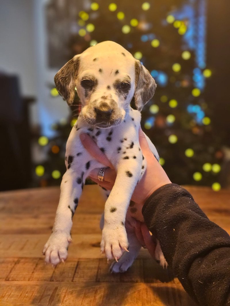 Dalmatier pups te koop - afbeelding 3