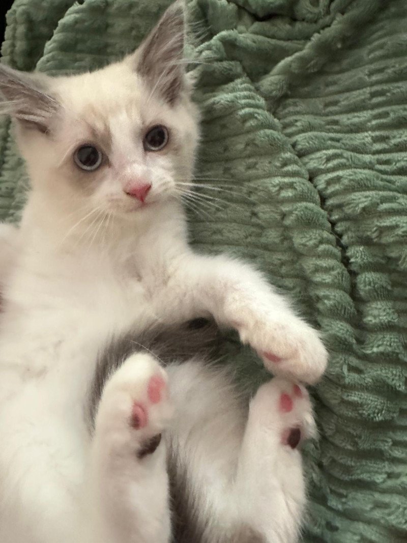 Ragdoll kittens