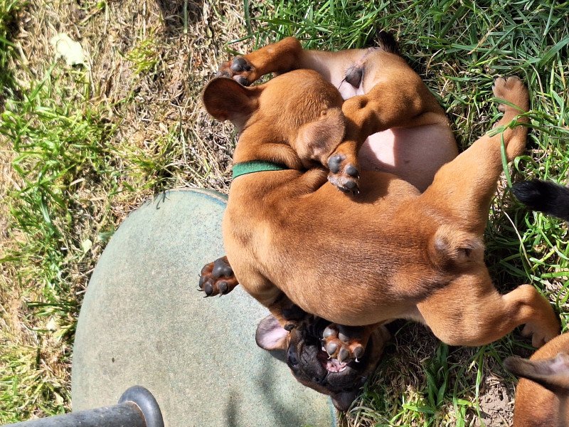 Franse bulldog pups raszuiver FCI (wachtlijst)