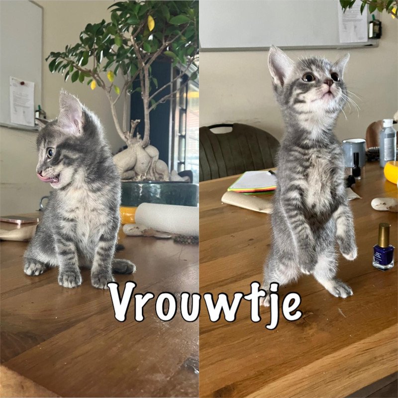 Hele lieve mooie kittens te koop