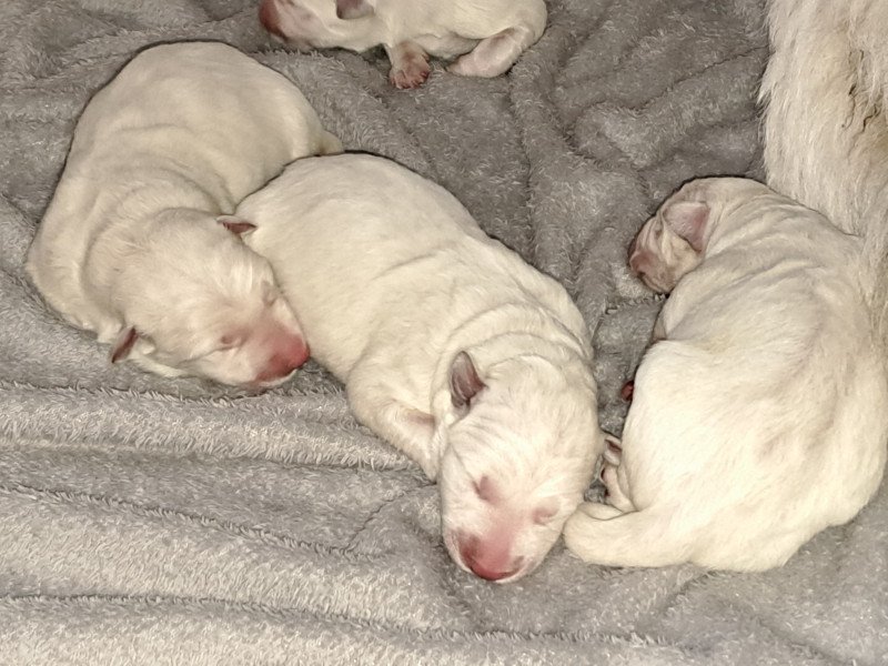 Zwitserse Witte Herder pups