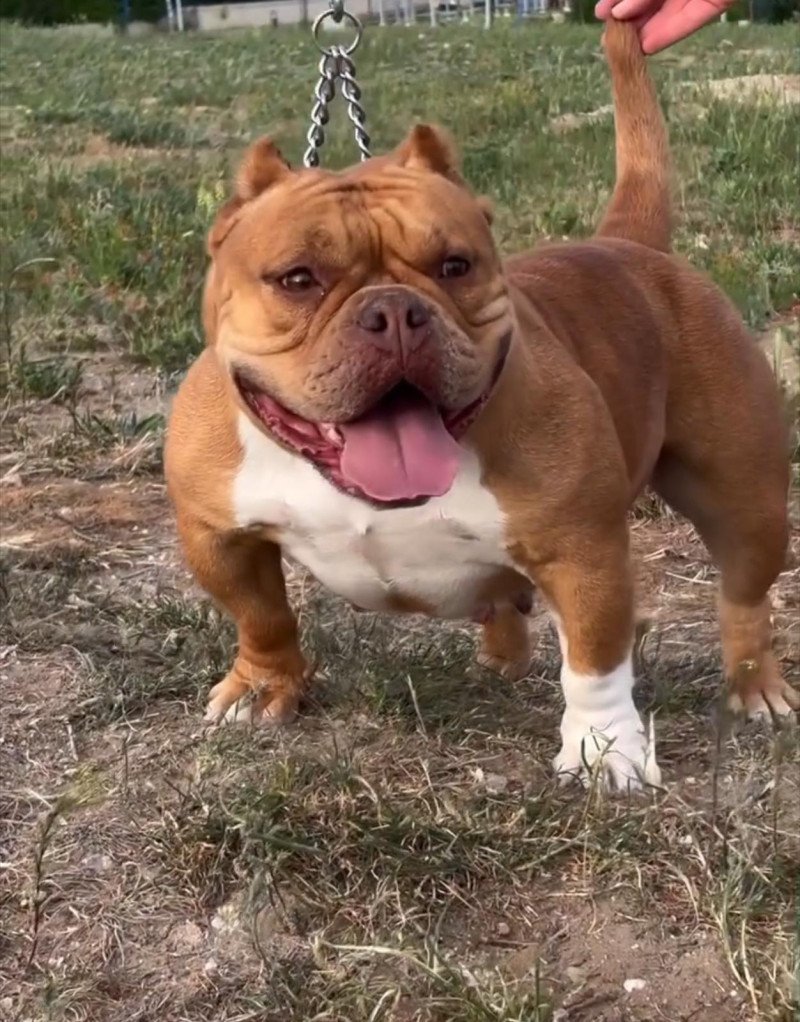 Prachtige raszuivere Merle teefjes American Bully nano/micro