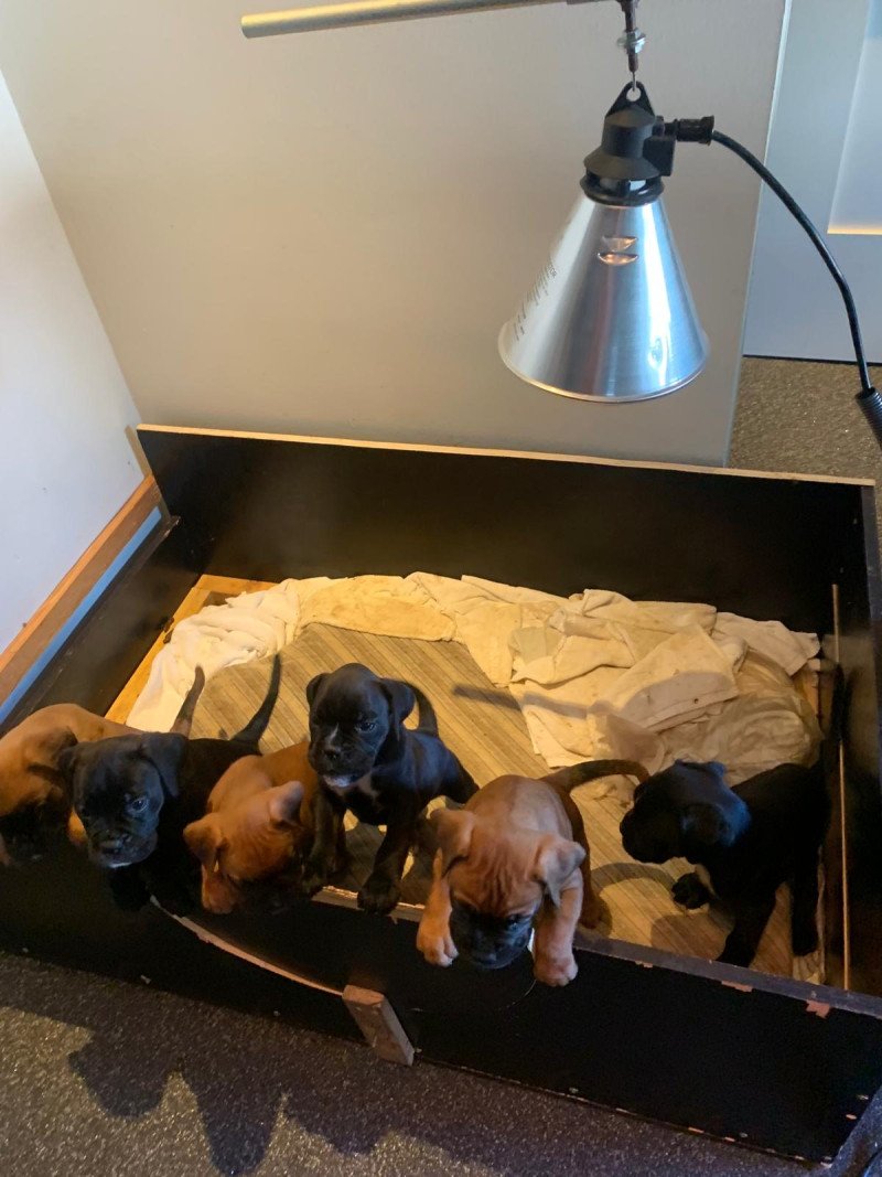 Boxer pups te koop