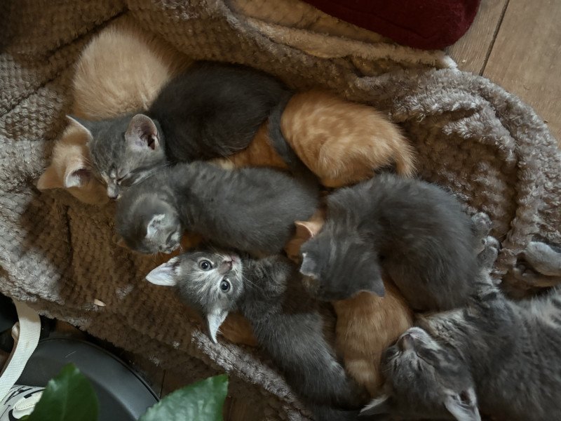 Hele lieve mooie kittens te koop