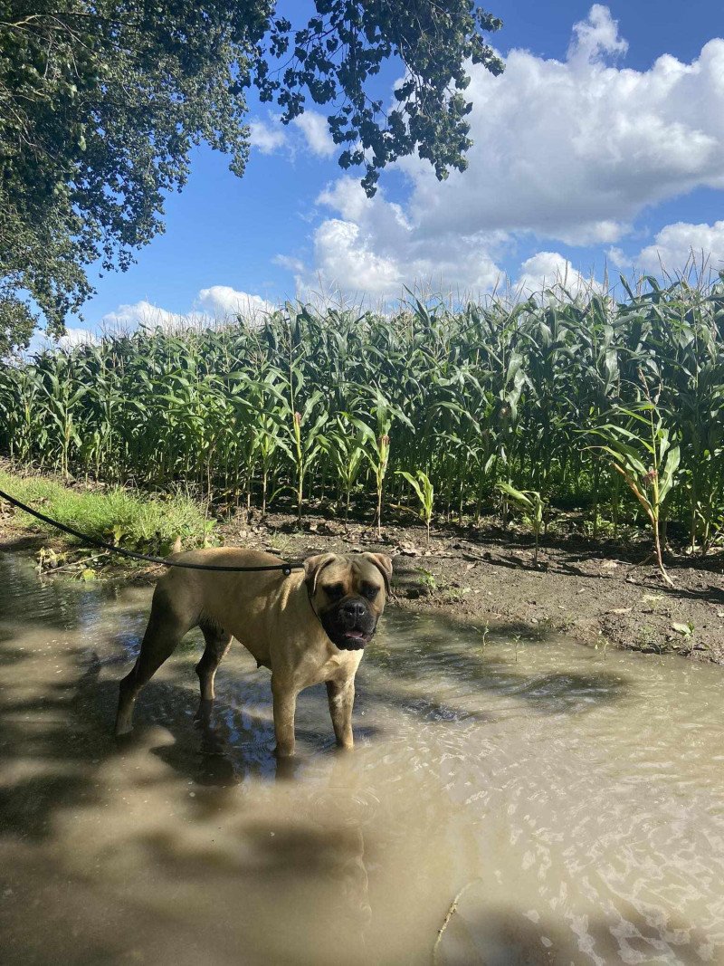 Bullmastiff 1j Oud Teefje