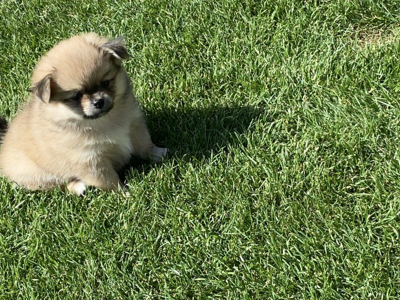 Pomchi pups