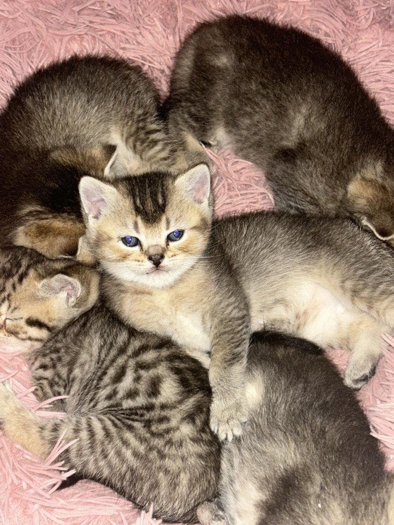 5 Britse Kittens