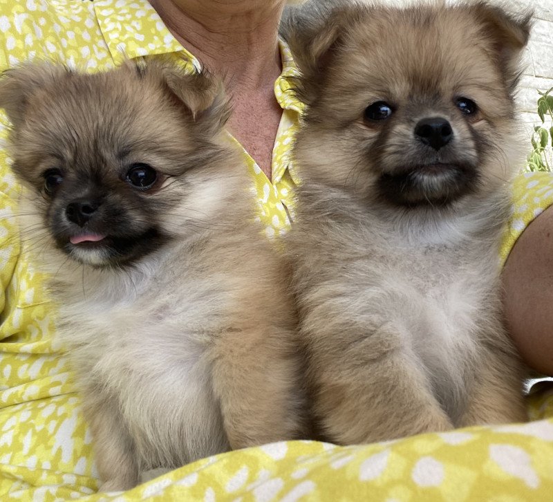 Pomchi pups