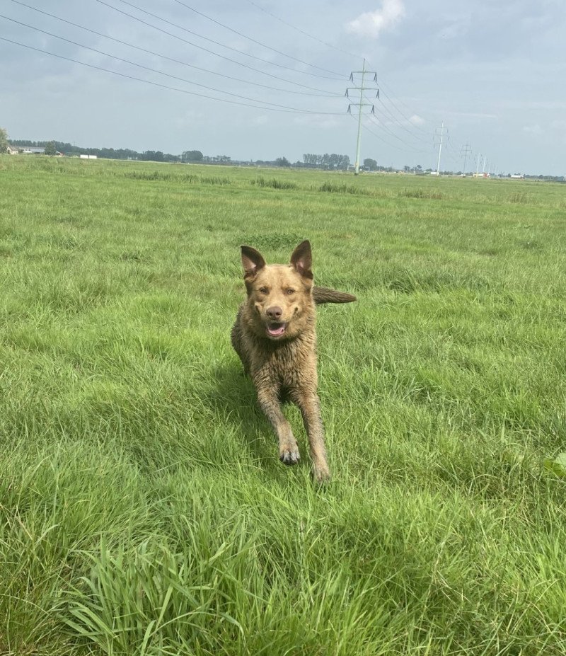 Enthousiaste lieve Labrador/australische herder