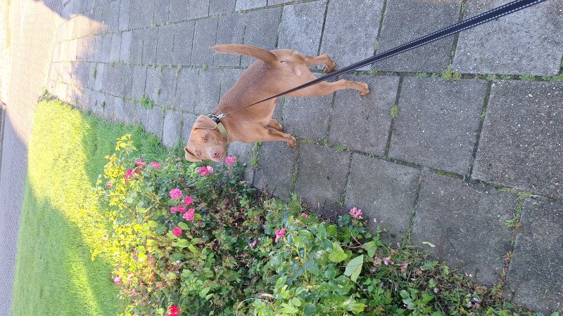 Lieve Patterdele terrier die aan het werk wil