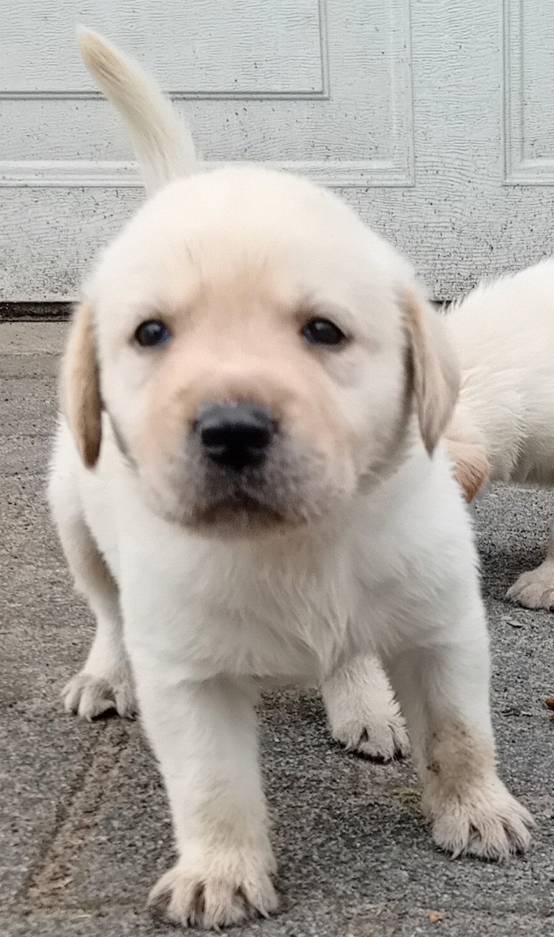 Lieve blonde labrador pups