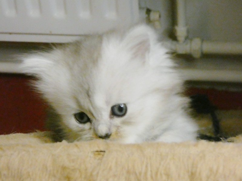 Ragdoll mix Perzisch - afbeelding 10