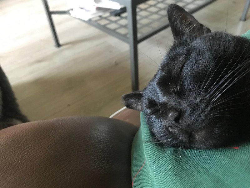 Twee lieve katten zoeken een nieuw, liefdevol plekje - afbeelding 3