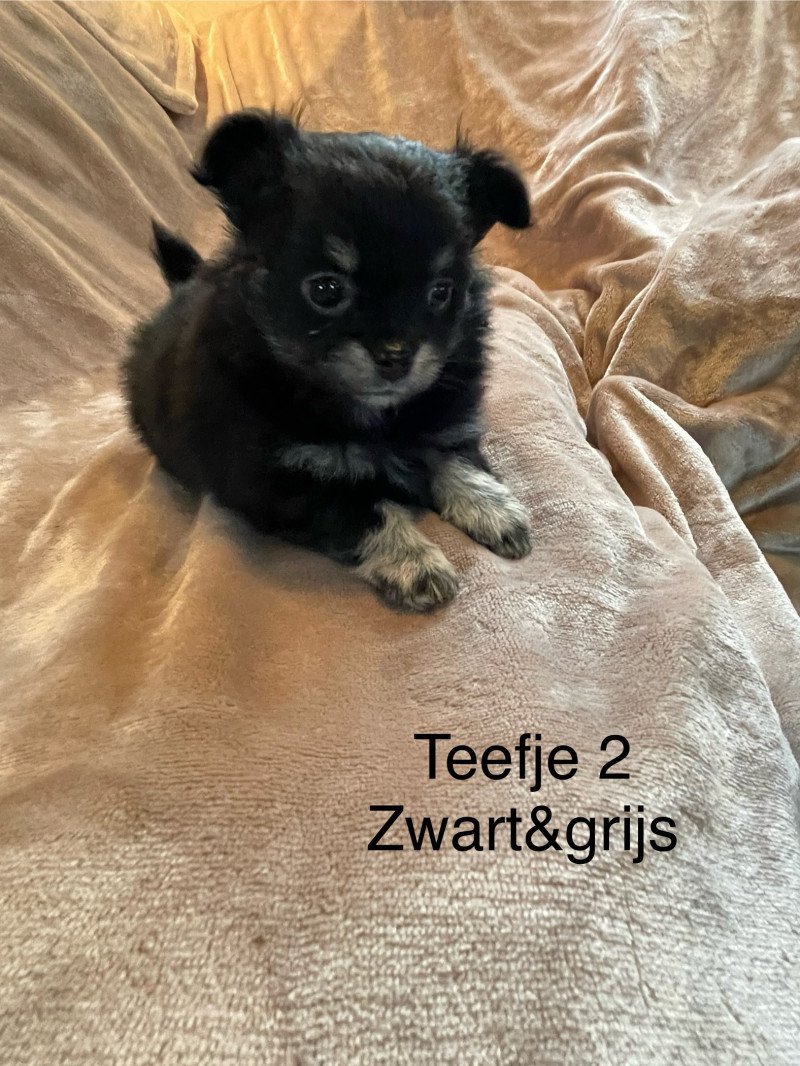 Prachtig mooie gezonde pomchi pups - afbeelding 8