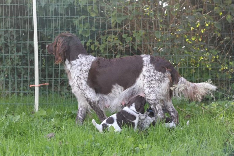 Kleine Münsterlanders/ heidewachtels pups