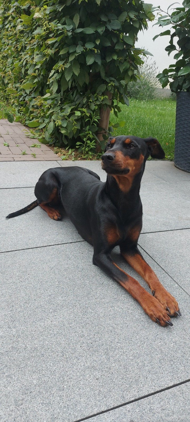 prachtige Duitse Pinscher puppies