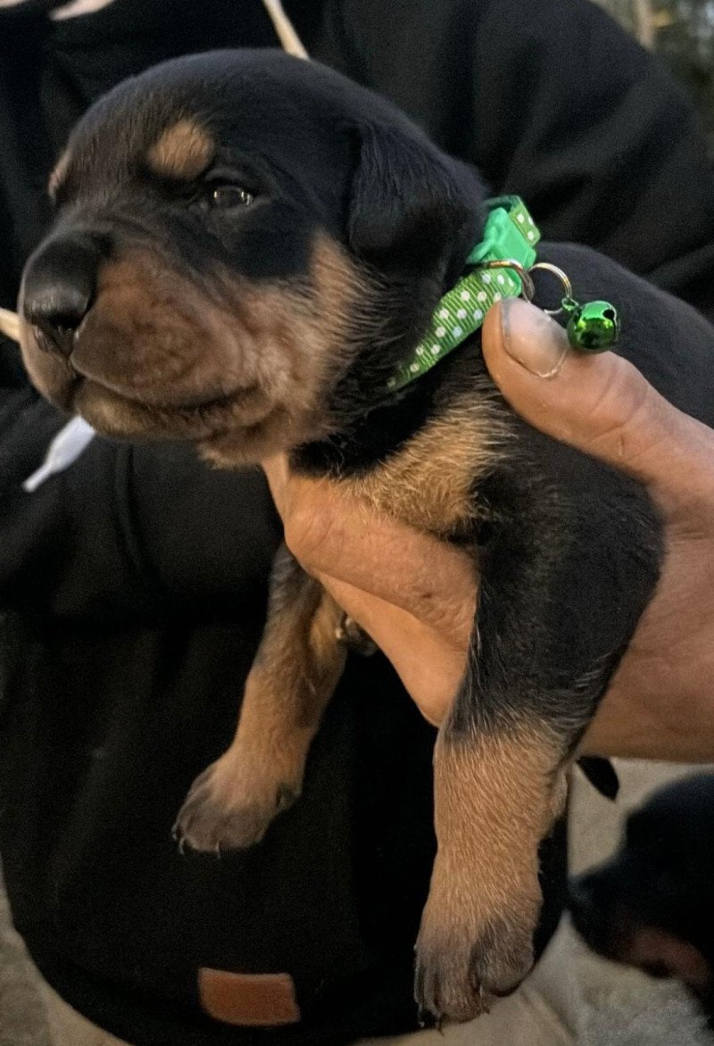 Rottweiler/stafford