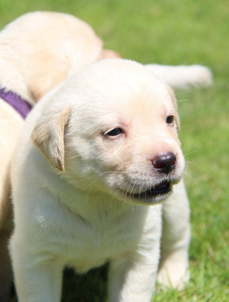 Lieve blonde labrador pups