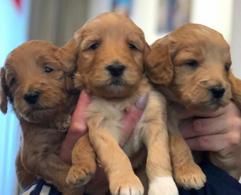 Labradoodle F3 multigen pups