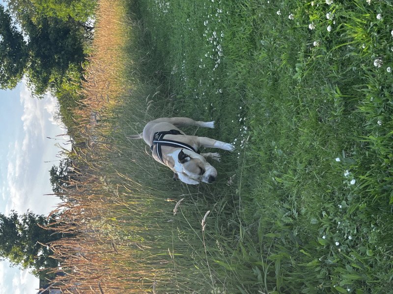 Lieve hond zoekt gouden mandje (Amstaff) bijna 4 jaar oud