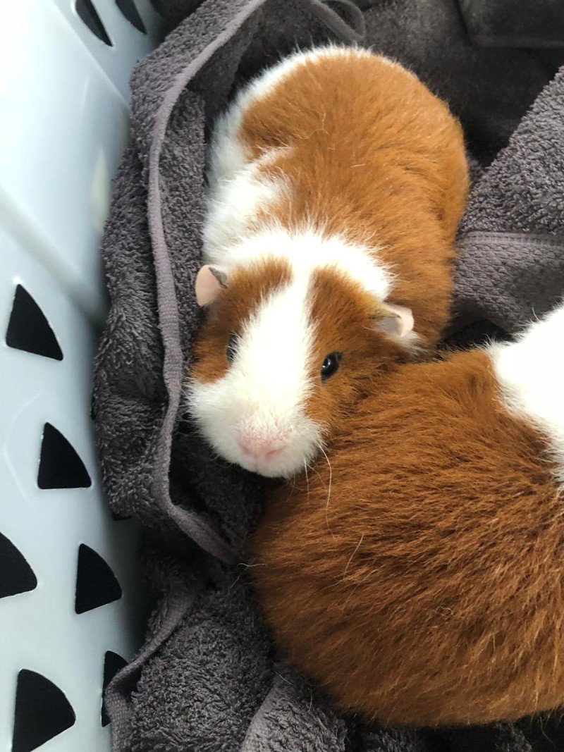 Compleet set met 2 schattige cavia's + hok (Rex, 11mnd oud)