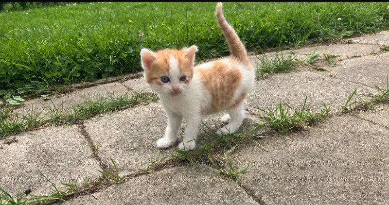 Mooie kittens