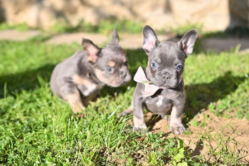 Prachtige Franse Bulldogs zoeken een goed huis - afbeelding 6