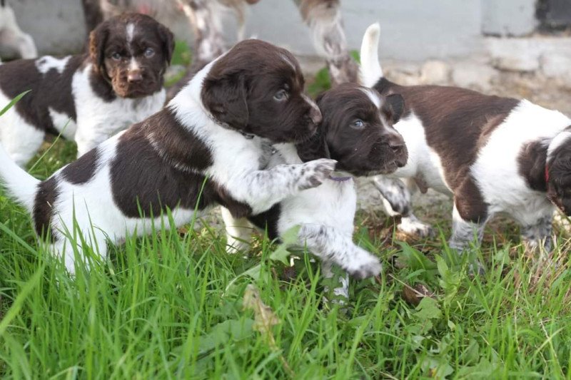 Kleine Münsterlanders/ heidewachtels pups