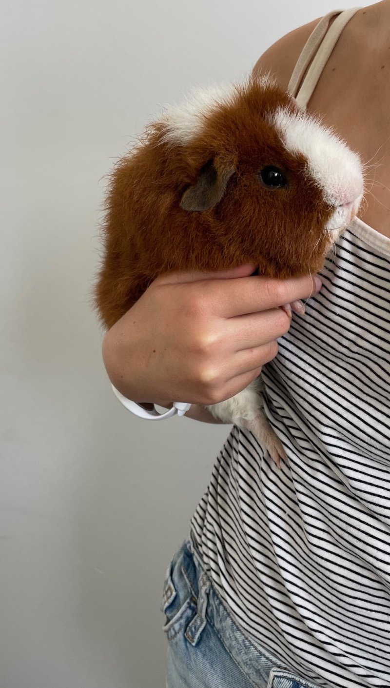 Compleet set met 2 schattige cavia's + hok (Rex, 11mnd oud)