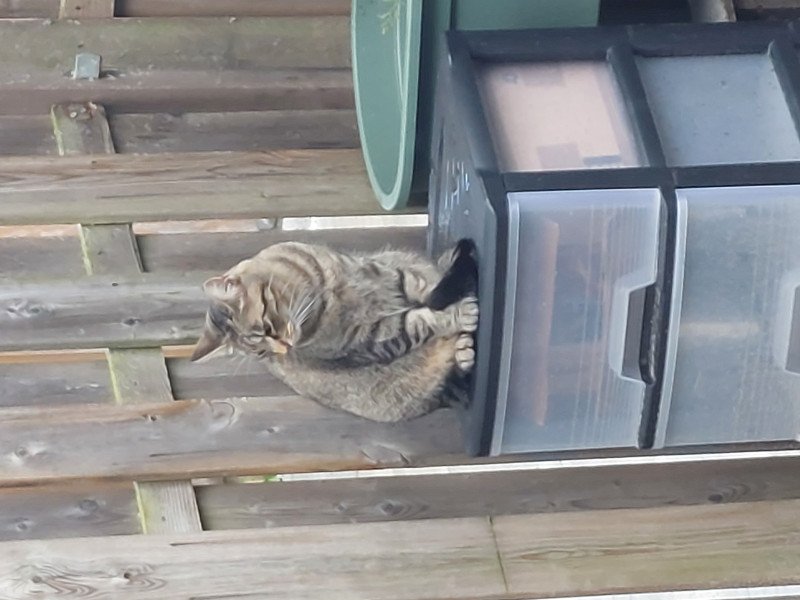 Katten, Gijs en Noortje zoeken nieuw huis.