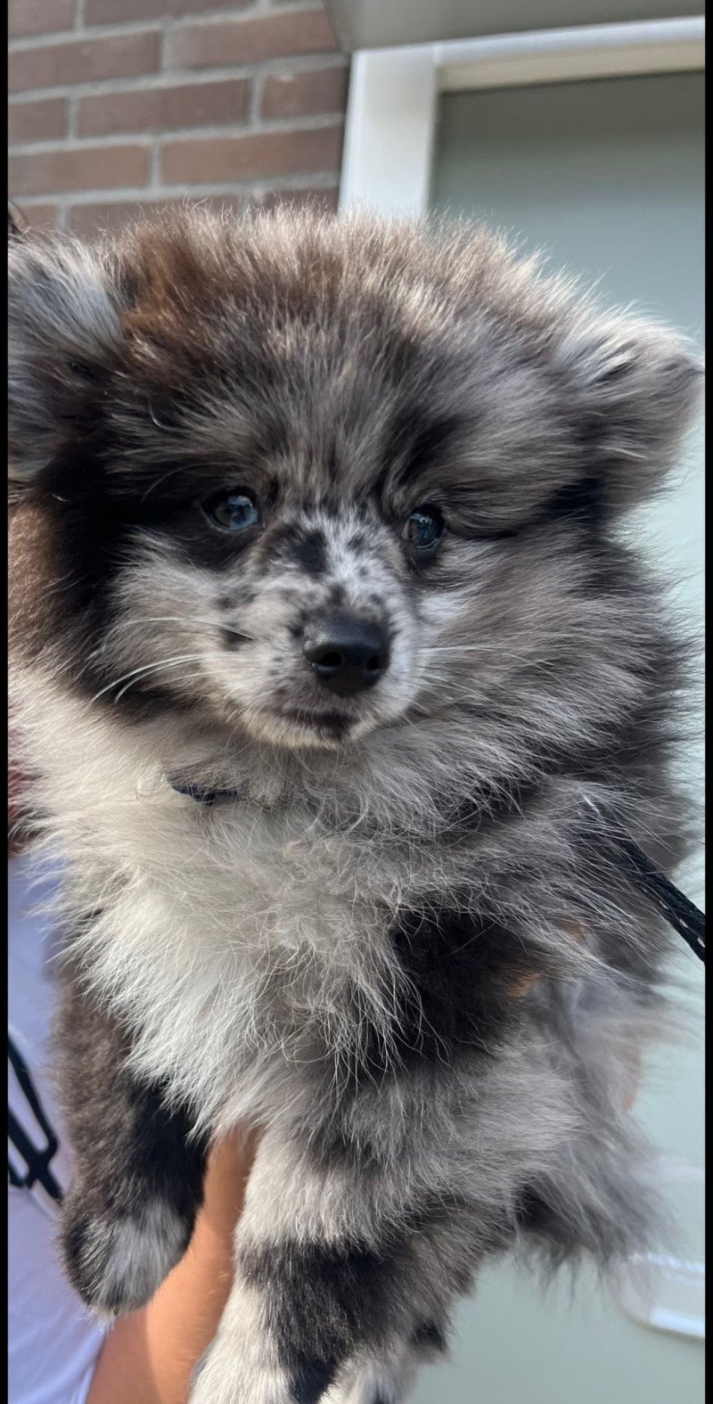 speciale Blue merle pomsky pup