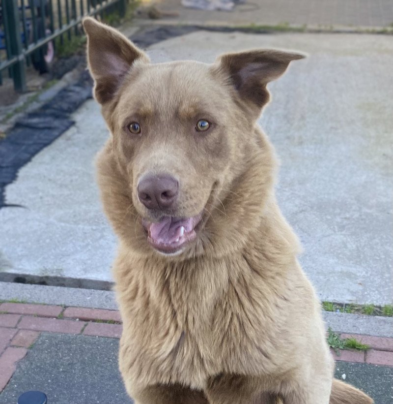 Enthousiaste lieve Labrador/australische herder - afbeelding 5