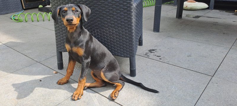 prachtige Duitse Pinscher puppies