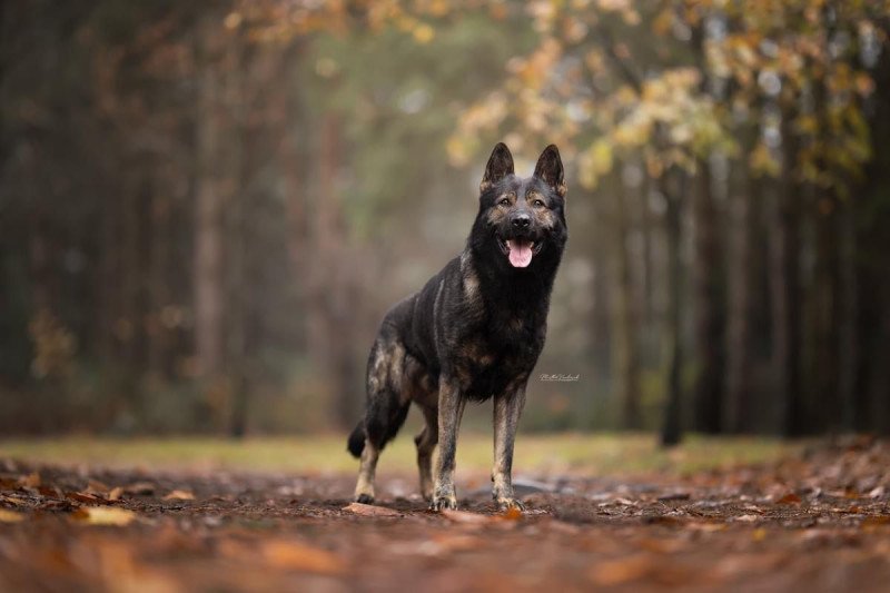 Prachtige duitse herder pups