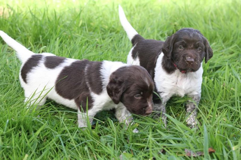 Kleine Münsterlanders/ heidewachtels pups