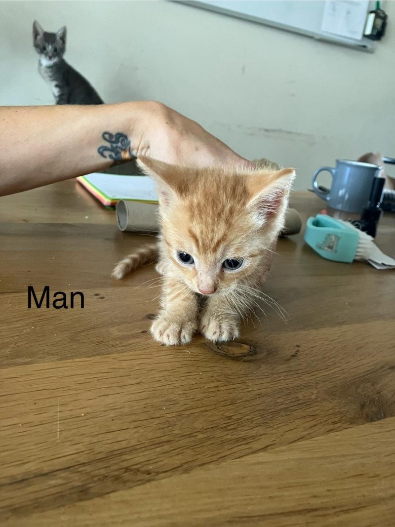 Hele lieve mooie kittens te koop