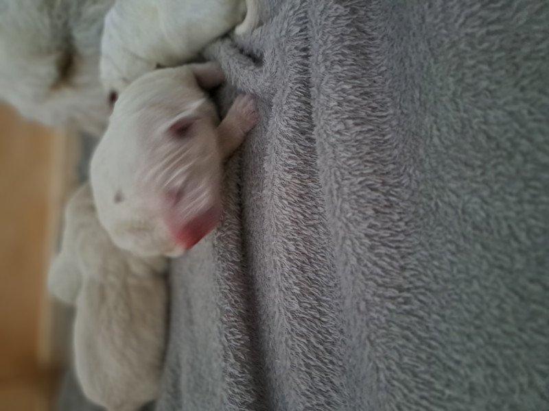 Zwitserse Witte Herder pups