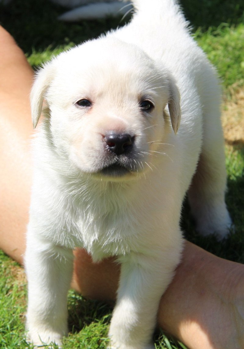 Lieve blonde labrador pups