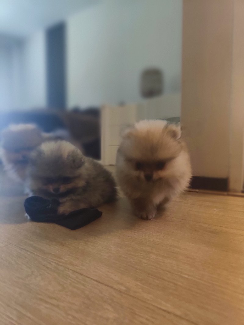 Pomerian puppies met fci stamboom